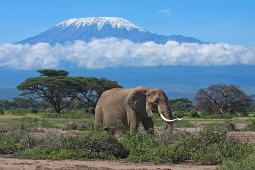 amboseli national park 001.png