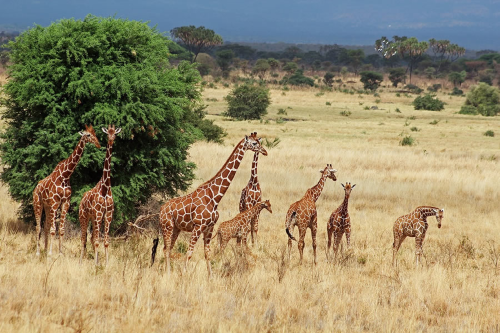 aberdare national park 001.png