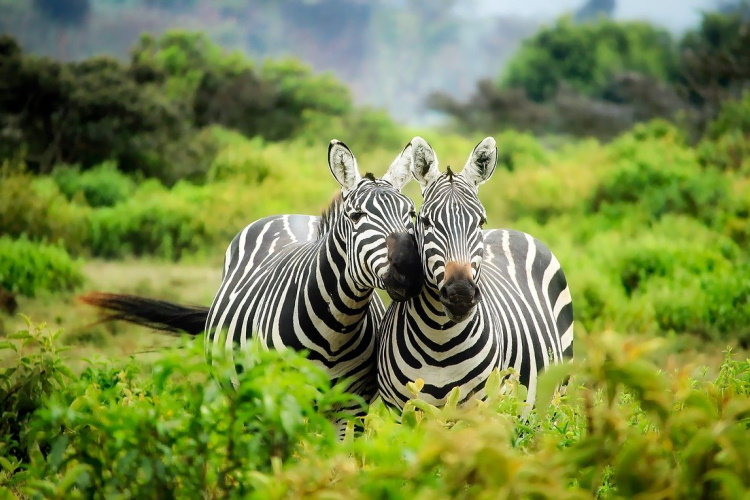lake mburo zebra.jpg