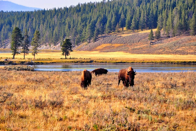 bison yellowstone.webp