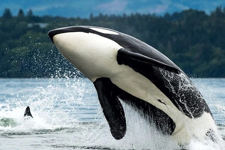 vancouver - whale watching - catamaran cruiser.jpg