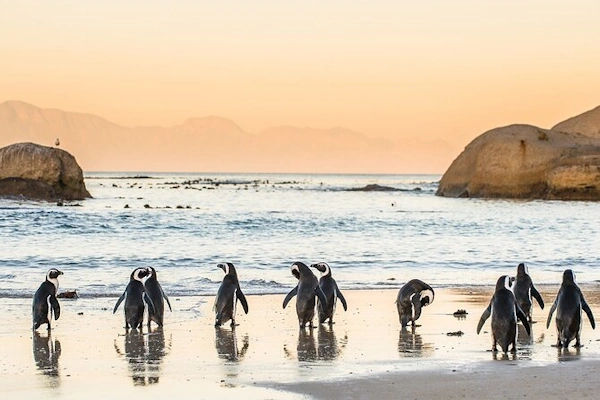 Full Day Cape Point Tour 001.webp