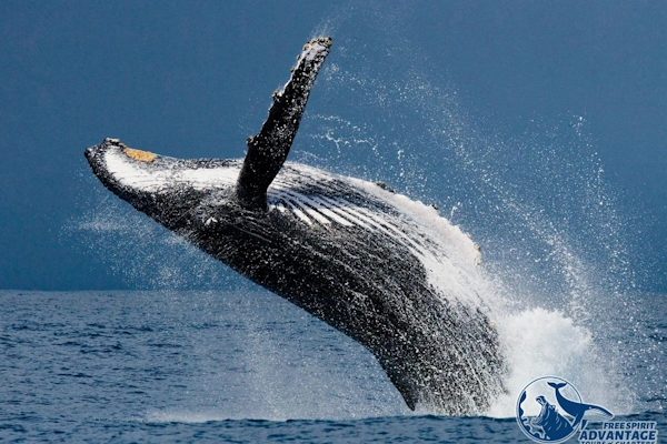 Walvissafari op Zee.webp