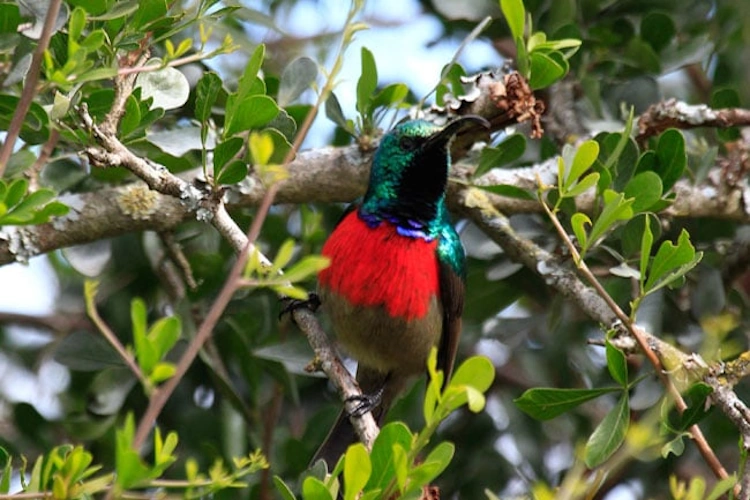 Crisscross Adventures Addo Birds & Bush.webp