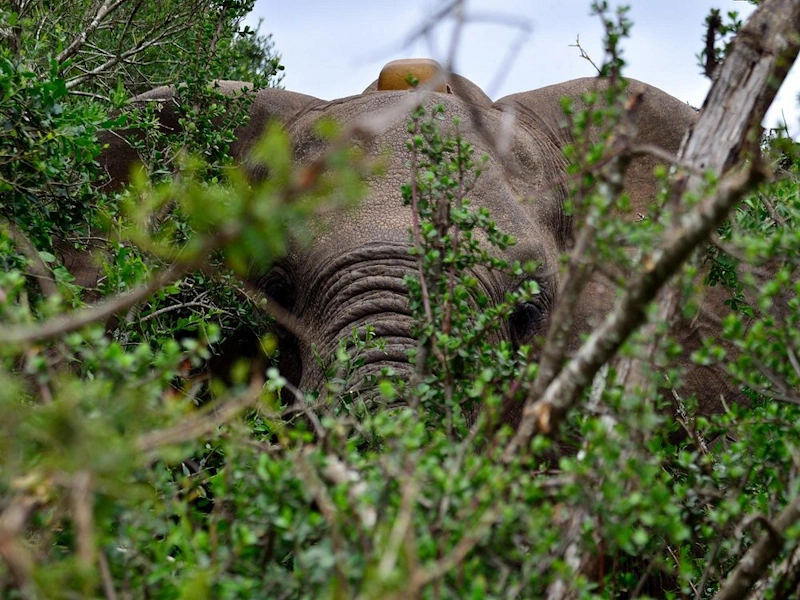 Addo- National Park7- AfrikaPlus.webp