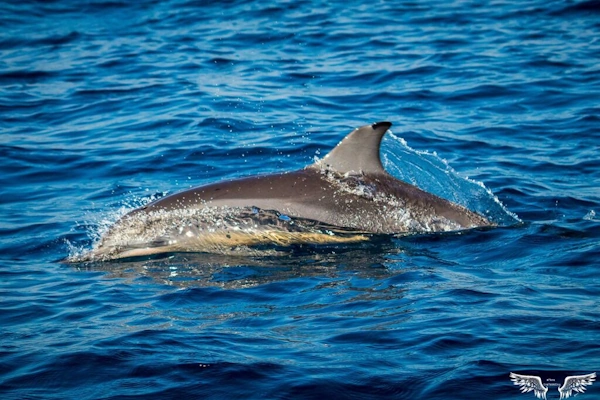 Dolfijnen en Marine Safari.webp