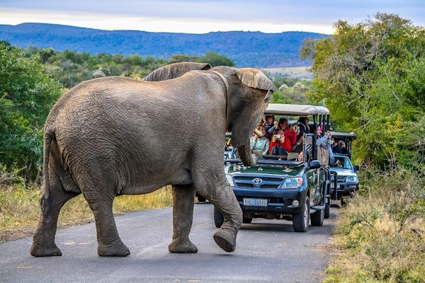 Eastern Shores Safari.webp