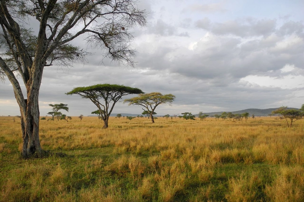 Masai Mara 001.webp