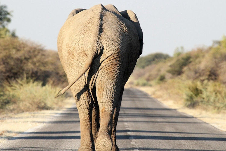 Etosha 001 klein.webp